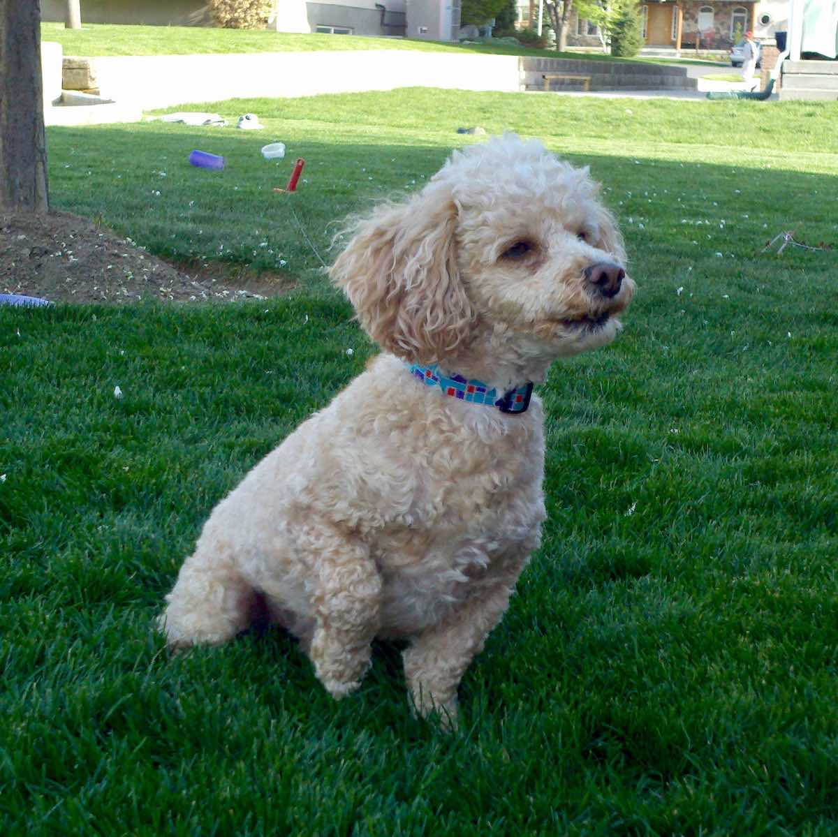 Popcorn the poodle